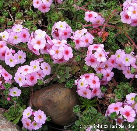 Androsace sempervivoides, rusettinukki